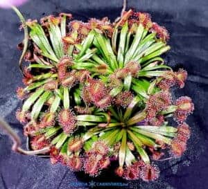 Drosera aff. brevicornis 'Theda’ x Drosera aff. ordensis ‘Kingston Rest (North) Seeds