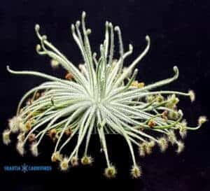 Drosera broomensis Roebuck Plains Broome East cover