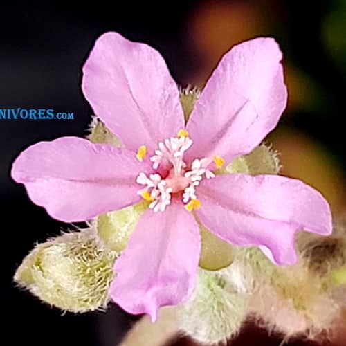 Drosera fulva mini plant form 'Arnhemland, N. T.' Flower