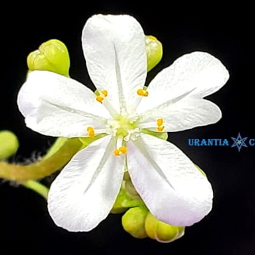 Drosera broomensis Cape Leveque, Kimberley Flower