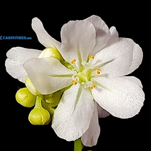 Drosera broomensis 'Lake Campion' Flower