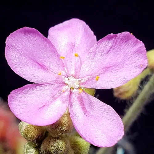Drosera darwinensis 'Berrimah, N.T.' Flower