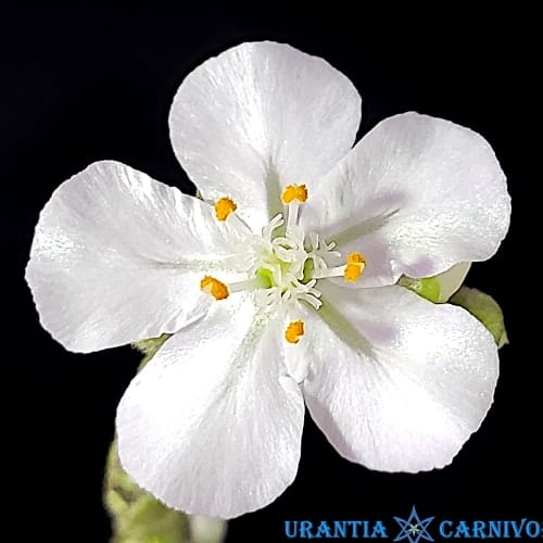 Drosera derbyensis Winjana, Kimberley,W.A. Flower