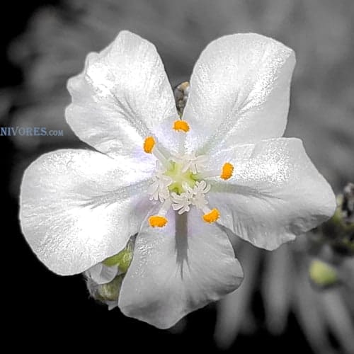 Drosera derbyensis 'Derby-Gibb River Road (end), Derby Kimberley (35 km East) Flower