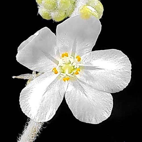 Drosera derbyensis Erskine Ranges, Kimberley Flower
