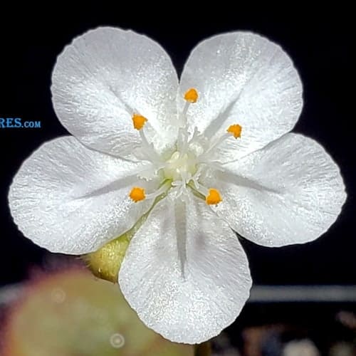 Drosera falconeri 'Wangi' Flower