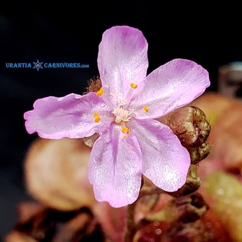 Drosera falconeri 'Palmerston, NT' Flower