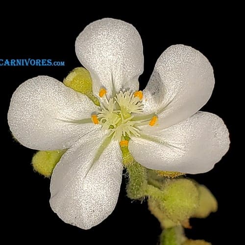 Drosera fulva 'Noonamah, N.T.' Flowert