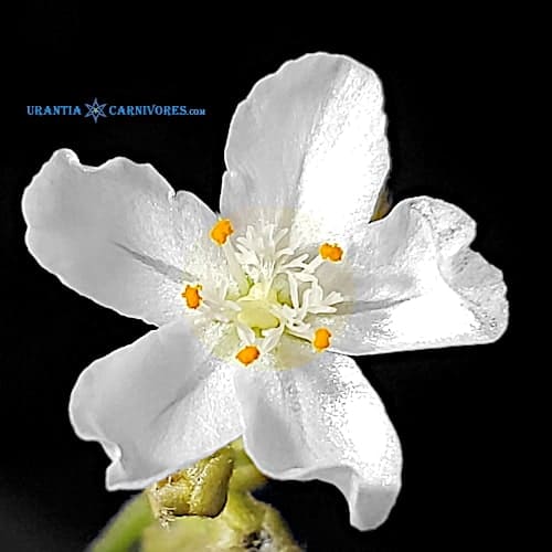 kenneallyi Mitchell Plateau, Kimberley Flower