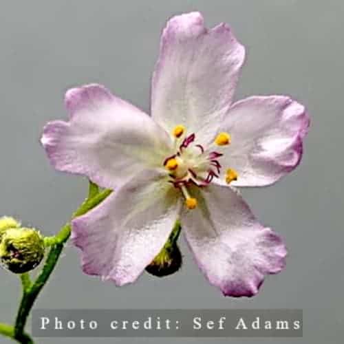 Drosera kenneallyi “N.T. form” 'Fog Bay, N. T.' Flower