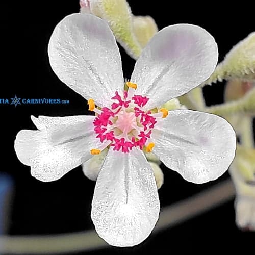 Drosera ordensis Egret, Kimberley Flower (2)