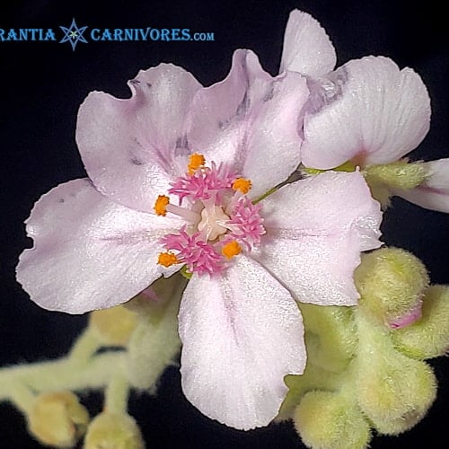 Drosera ordensis 'Egret, Kimberley' Pink Flower