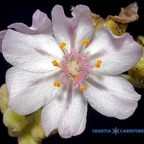 Drosera ordensis 'Kununurra' ( 21 km East) Flower