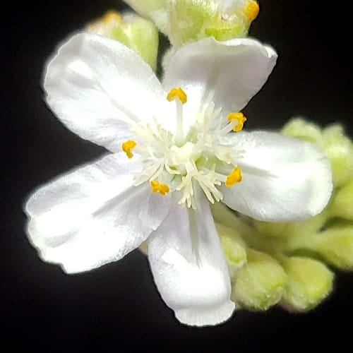 Drosera ordensis Kununurra, Kimberley (13 km West) white flower