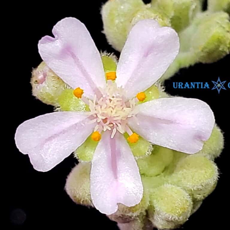 Drosera ordensis Kununurra, Kimberley (13 km West) Light pink flower