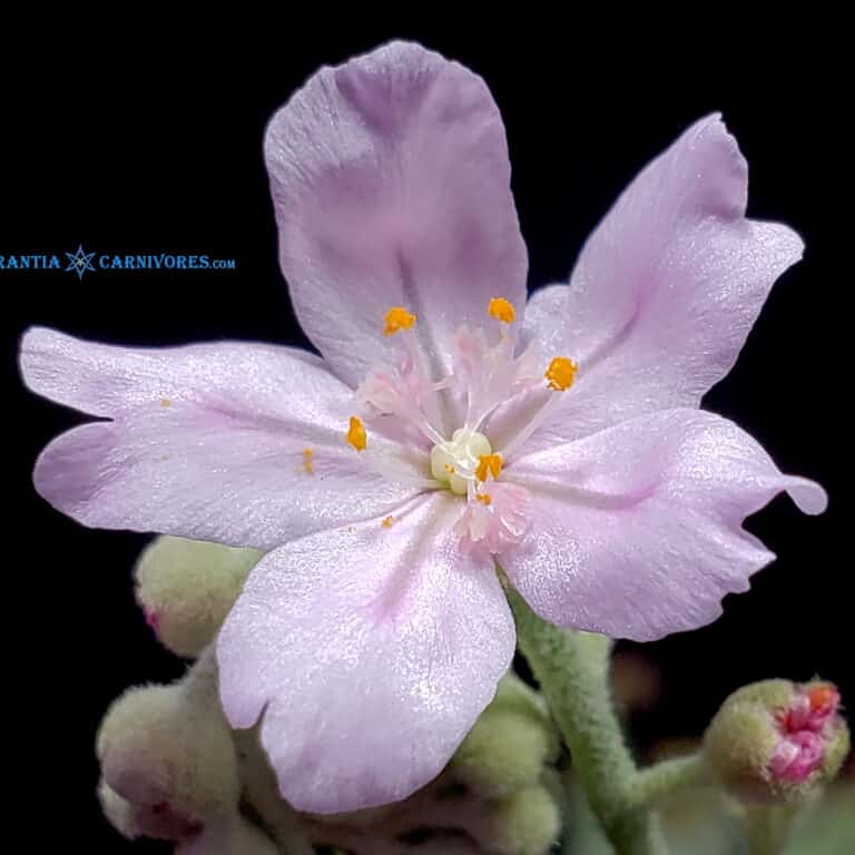 Drosera aff. ordensis 'Kingston Rest, Kimberley' (South) Flower