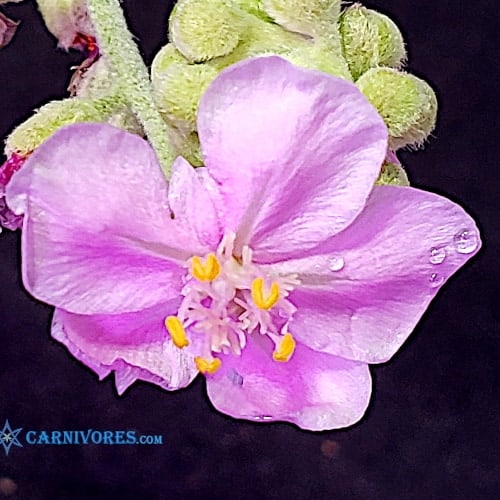 Drosera aff. ordensis 'Timber Creek, N.T.' Pink Flower