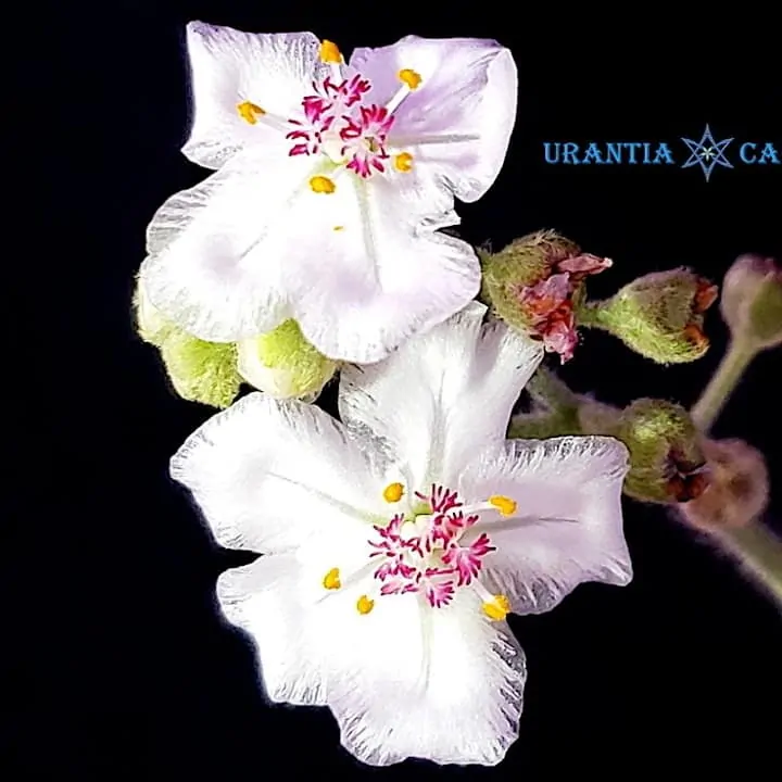 Drosera aff. ordensis 'Timber Creek, N.T.' White flower