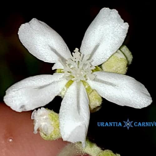 Drosera broomensis 'Coulomb Point, Broome' (60km North) Flower