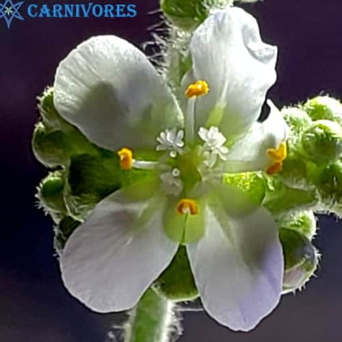 Drosera derbyensis 'Beverley Springs, Kimberley, W.A.' Flower (2)