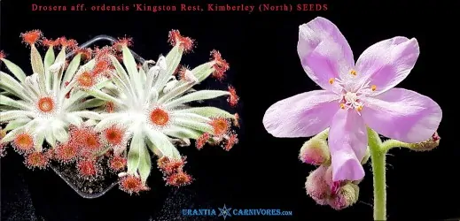Drosera aff. ordensis 'Kingston Rest, Kimberley' (North) Seeds