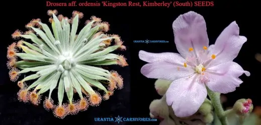 Drosera aff. ordensis 'Kingston Rest, Kimberley' (South) seeds
