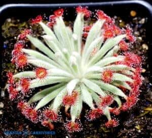 Drosera aff. ordensis narrow leaf Theda Station Kimberley 5 Cover