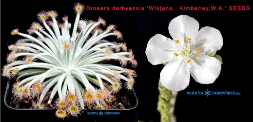 Drosera derbyensis 'Winjana, Kimberley,W.A.' SEEDS