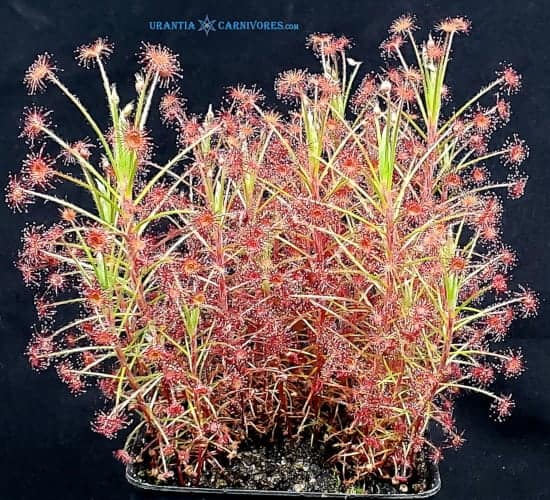 Drosera paradoxa "robust growing swamp form"