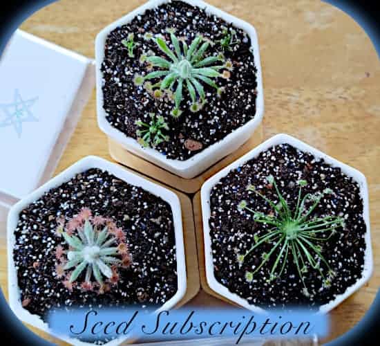 Carnivorous Plant Seed Subscription