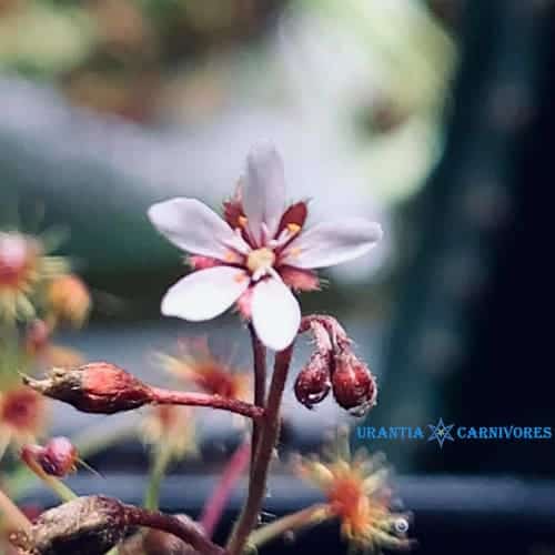 Drosera banksii 'Finnis River, N.T.' Flower