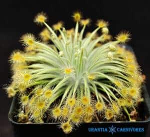 Drosera broomensis 'Coulomb Point' (60 km north) SEEDS