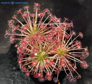 Drosera aff. paradoxa swamp form 'Theda' seeds