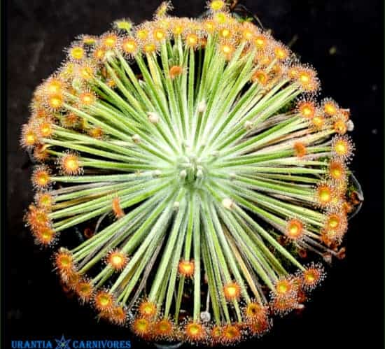Drosera broomensis 'Deep Creek' Seeds