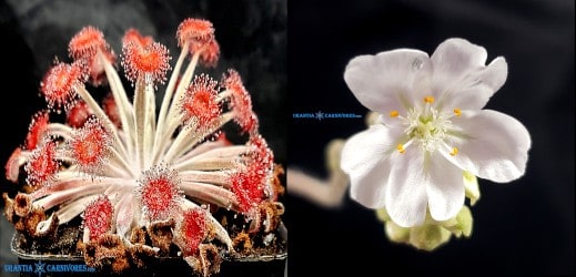 Drosera aff. ordensis ‘Kingston Rest’ Seeds