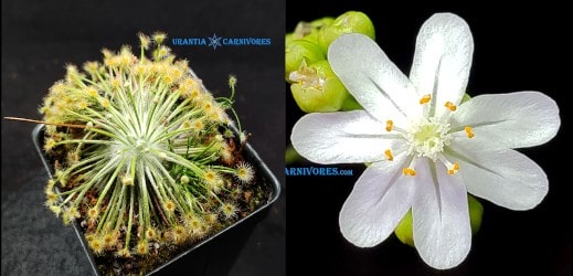 Drosera broomensis ‘Derby, Kimberley (20 km south) Seeds