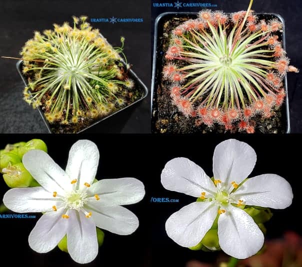 Drosera broomensis ‘Derby, Kimberley (20 km south) x Drosera broomensis ‘Cape Levique’ (12 km South) Seeds
