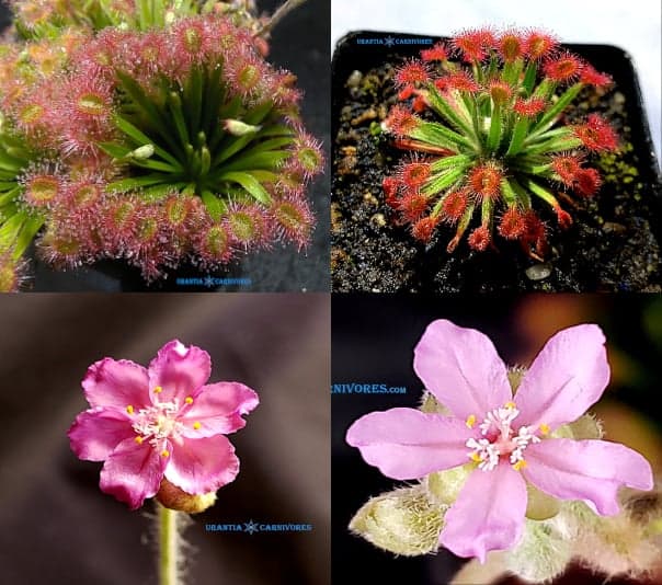 (Drosera darwinensis x brevicornis) x Drosera fulva ‘Arnhemland’ “mini plant form Seeds