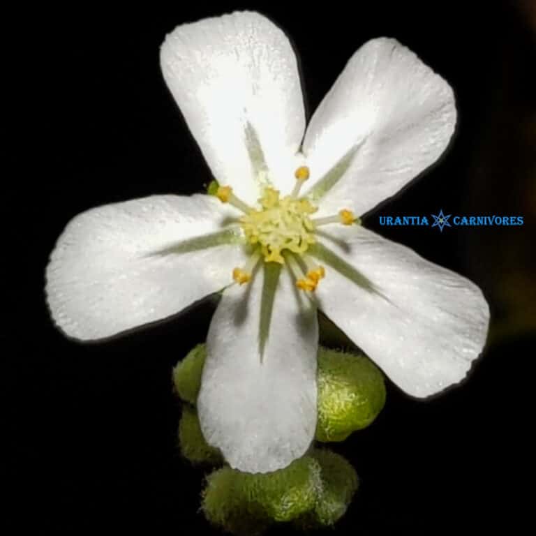 Drosera derbyensis 'Derby' Flower