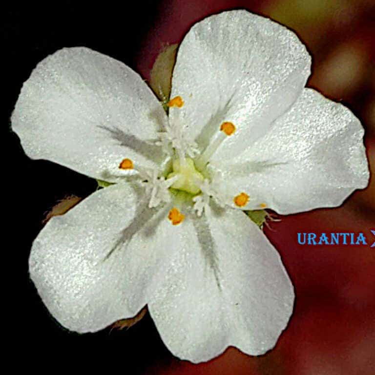 Drosera Falconeri 'Charlotte River' Flower