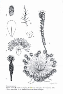 Drosera Ordensis Plant Parts Diagram Drawing