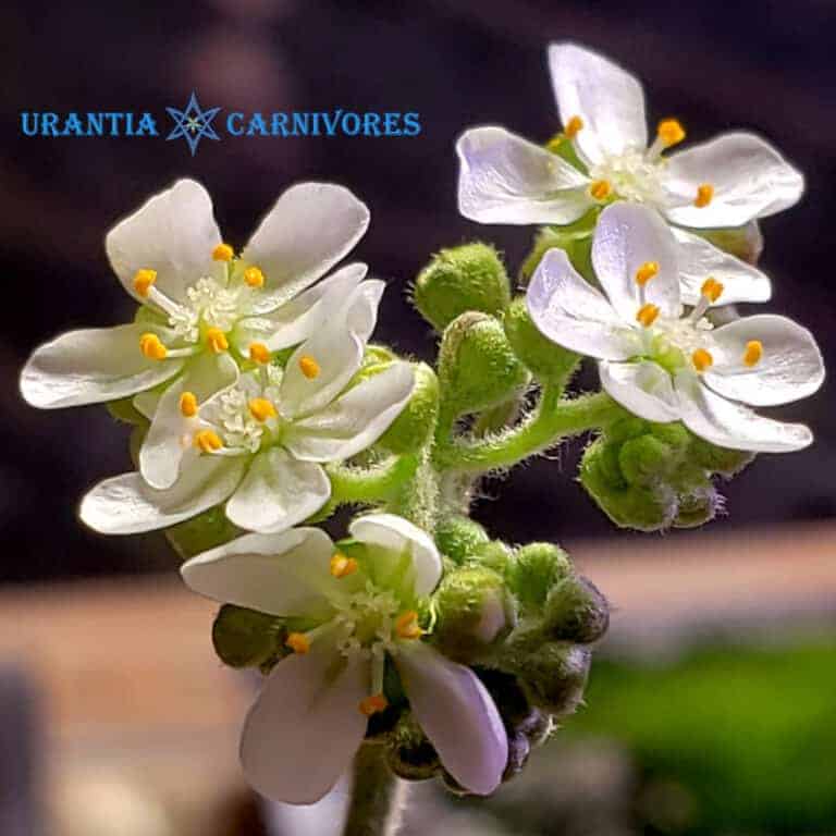 Drosera derbyensis 'Beverley Springs, Kimberley, W.A.' Flower