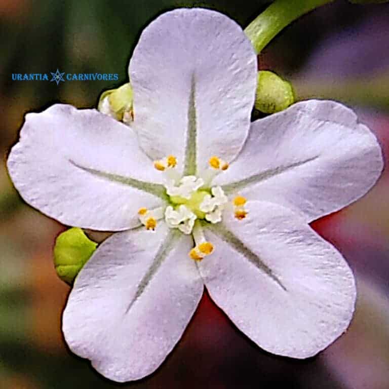 Drossera aff. brevicornis 'Mount Fife, Kimberley' Flower