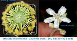 88. Drosera broomensis Coulomb Point 60 km north Seeds