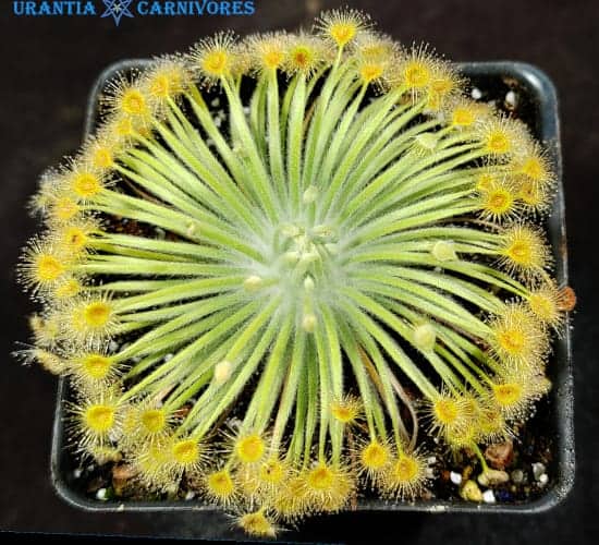 Drosera broomensis 'Coulomb Point' (60 km north)