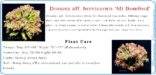 Drosera aff. brevicornis Mt Bomford Seeds