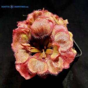 Drosera Falconeri 'Wangi' Seeds