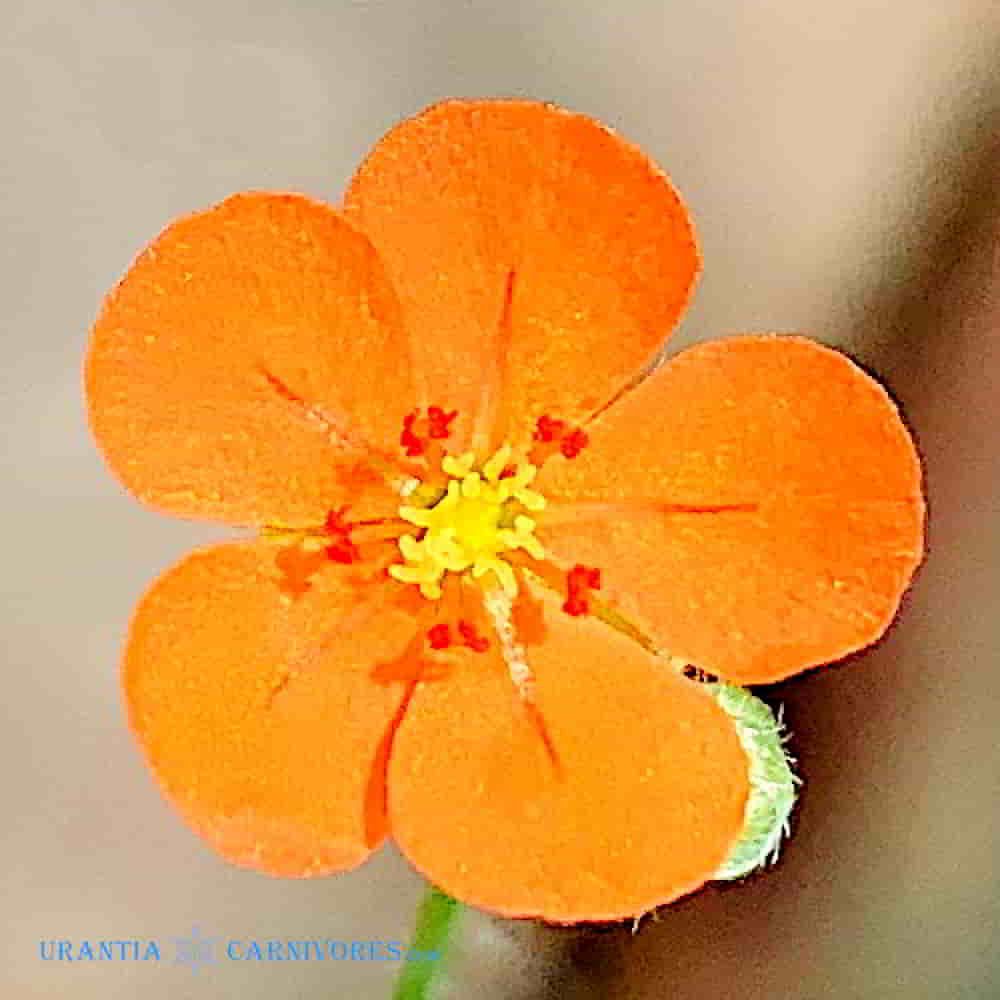Drosera aff. paradoxa “orange flowers” Mount Bomford, Kimberley, W. A. Flower