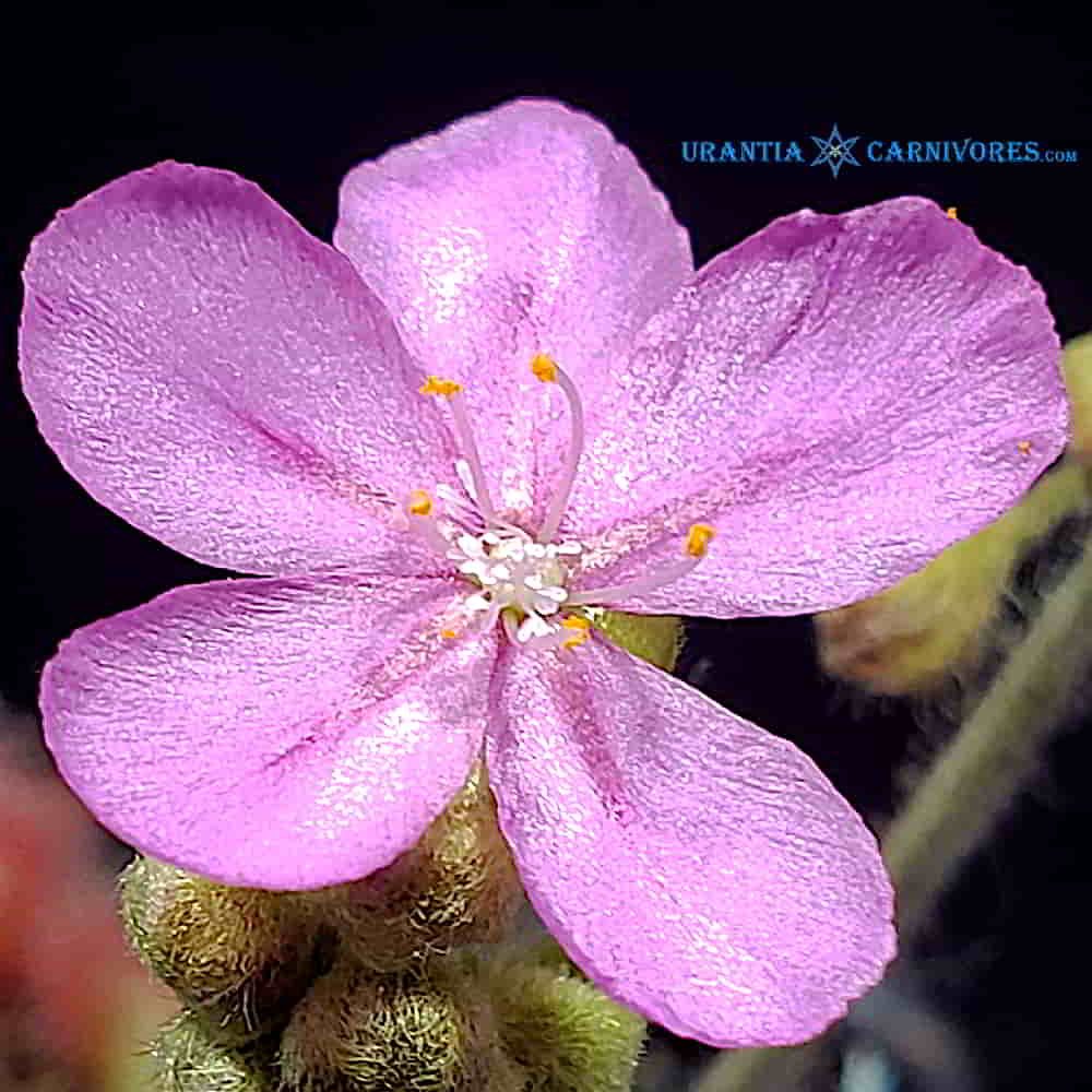Drosera darwinensis 'Berrimah, N.T.' Flower