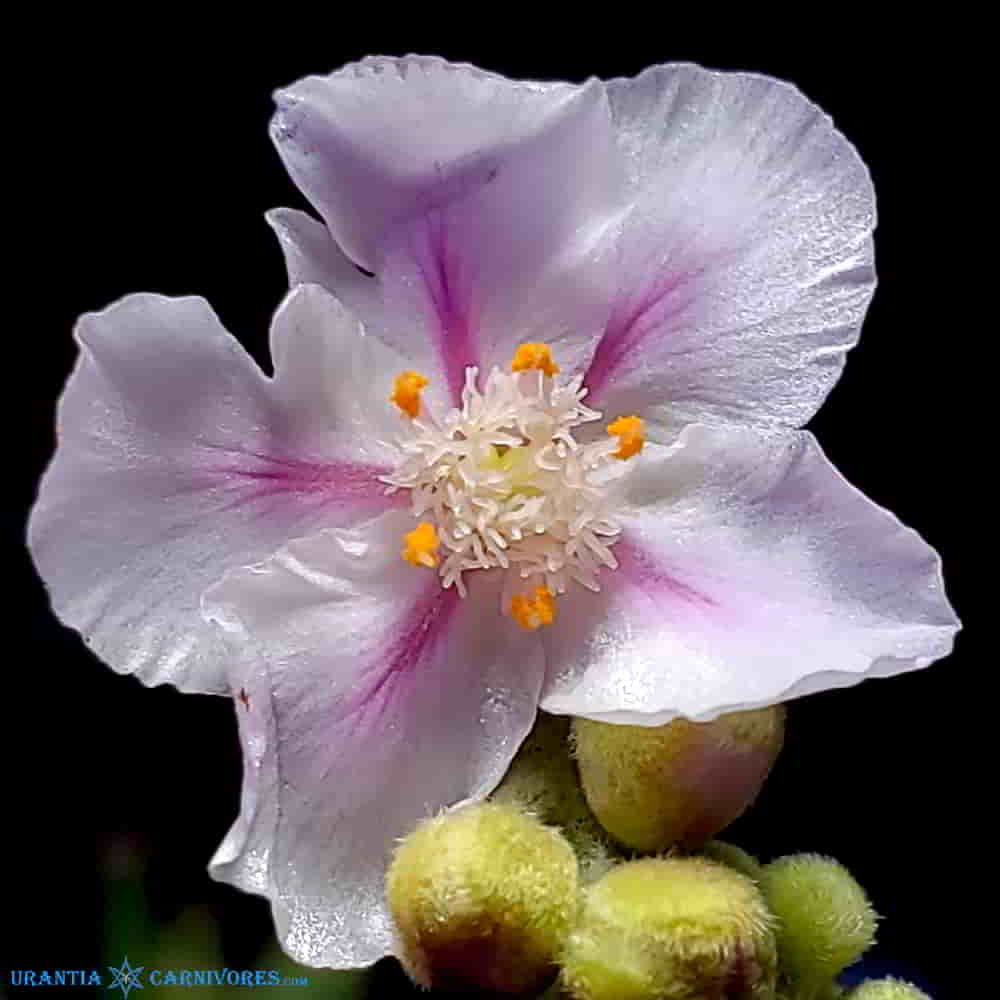 Drosera fulva 'Girraween, N.T.' Flower